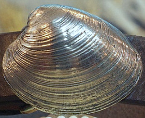 Little Neck Clam Shell Buckle in White Bronze Silver