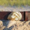 Cotuit Oyster Shell Leather Belt on Brown Vintage in Solid Brass