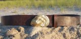 Cotuit Oyster Shell Leather Belt on Brown Vintage in Solid Brass