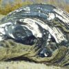 Atlantic Cape Cod Oyster Shell Buckle in White Bronze Silver
