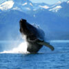 The Humpback Whale Breaching
