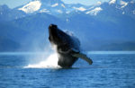 The Humpback Whale Breaching