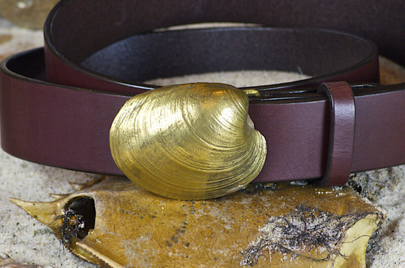 Quahog Shell Leather Belt on Chestnut in Solid Brass