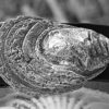 Cotuit Oyster Shell Buckle in White Bronze Silver