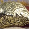 Wellfleet Oyster Shell Buckle in Solid Brass