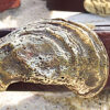 Gulf Coast Oyster Shell Leather Belt in Solid Brass