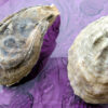 Barnstable Oyster Shell