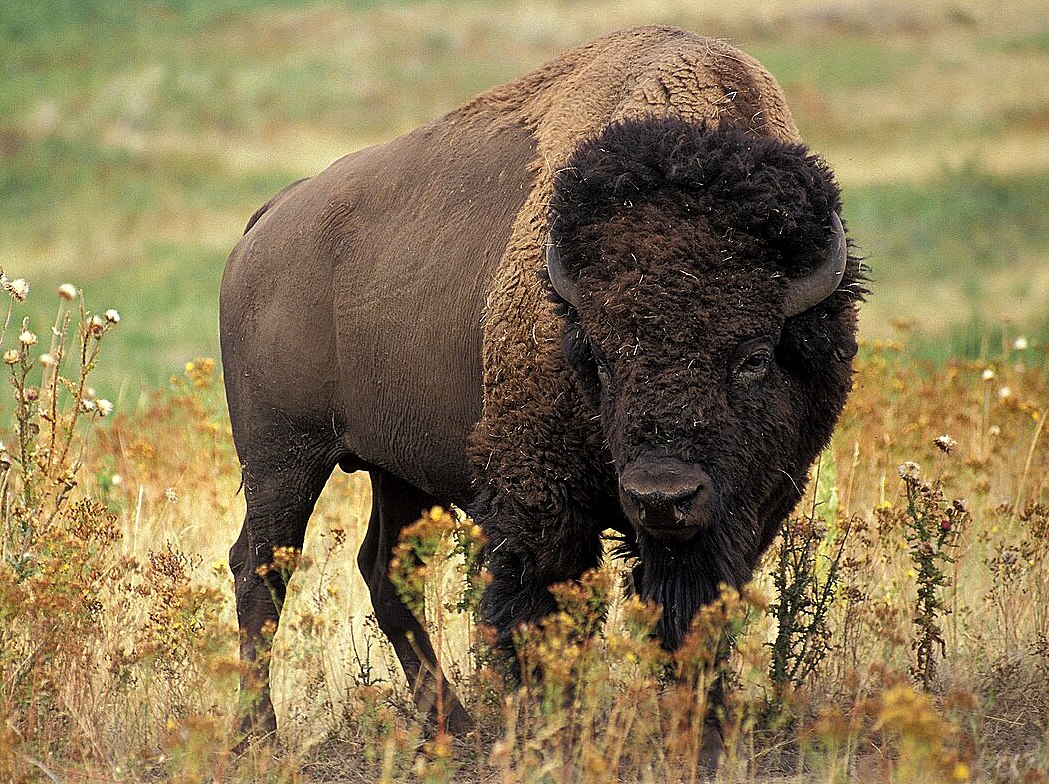 The American Plains Bison