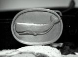 Sperm Whale Buckle in White Bronze Silver
